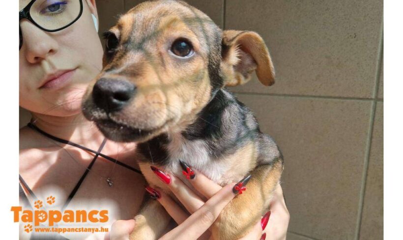 Fiona 5 ♥ vermittelt in Ungarn ♥ vermittelt in Ungarn