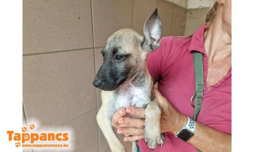 Fredo 2 ♥ vorreserviert ♥