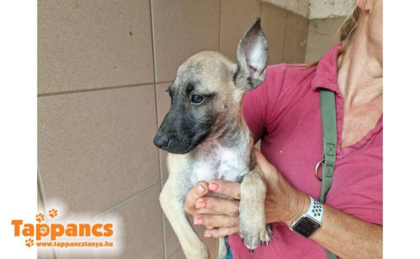 Fredo 2 ♥ vorreserviert ♥