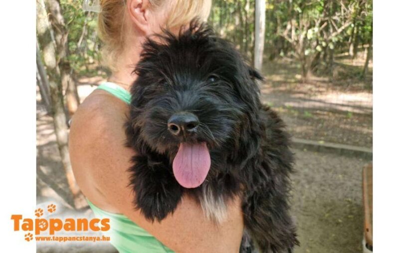 Greti 2 ♥ zieht am 20.12.25 auf Pflegestelle nach 26209 Hatten ♥ vermittelt ♥