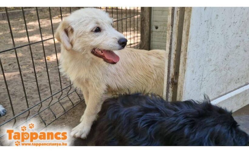 Guba ♥ vermittelt ♥