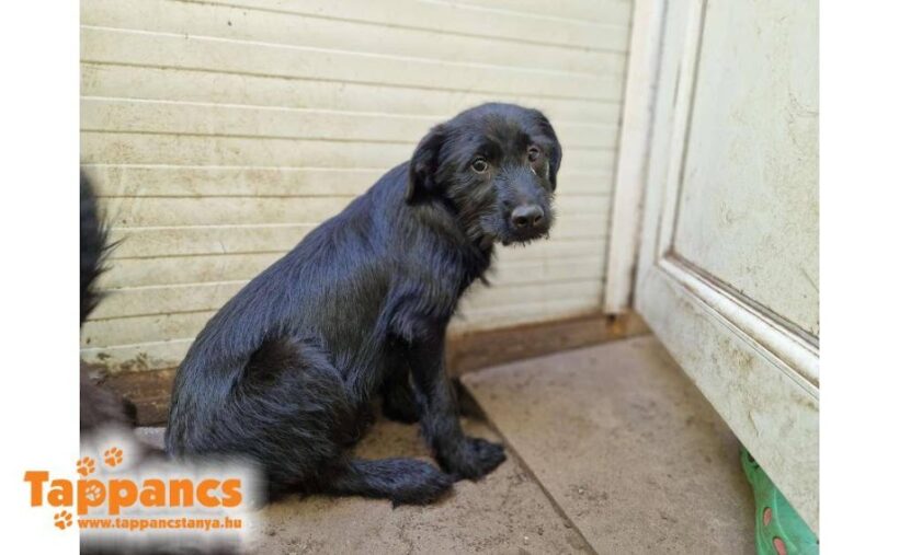 Guszti 4 ♥ vermittelt ♥