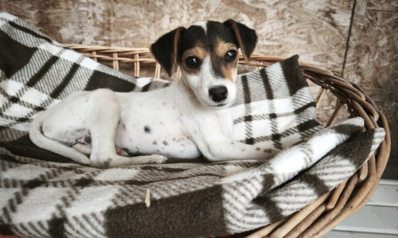 Kiwi 4 +++vermittelt+++