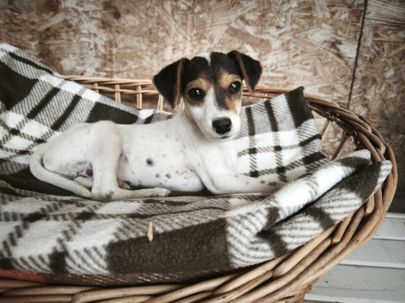 Kiwi 4 +++vermittelt+++