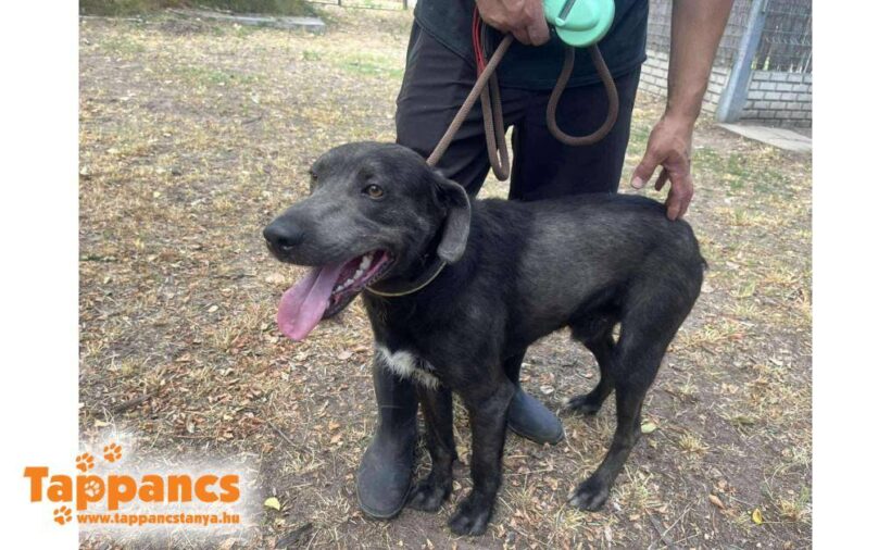 Perec 4 – vermittelt in Ungarn –