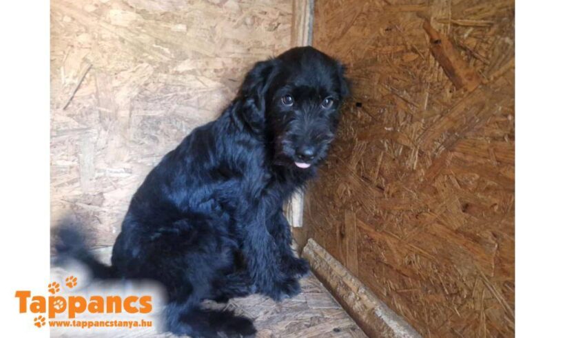 Ria ♥ vermittelt in Ungarn ♥