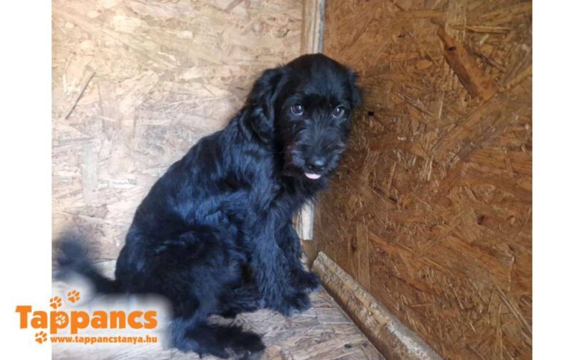 Ria ♥ vermittelt in Ungarn ♥