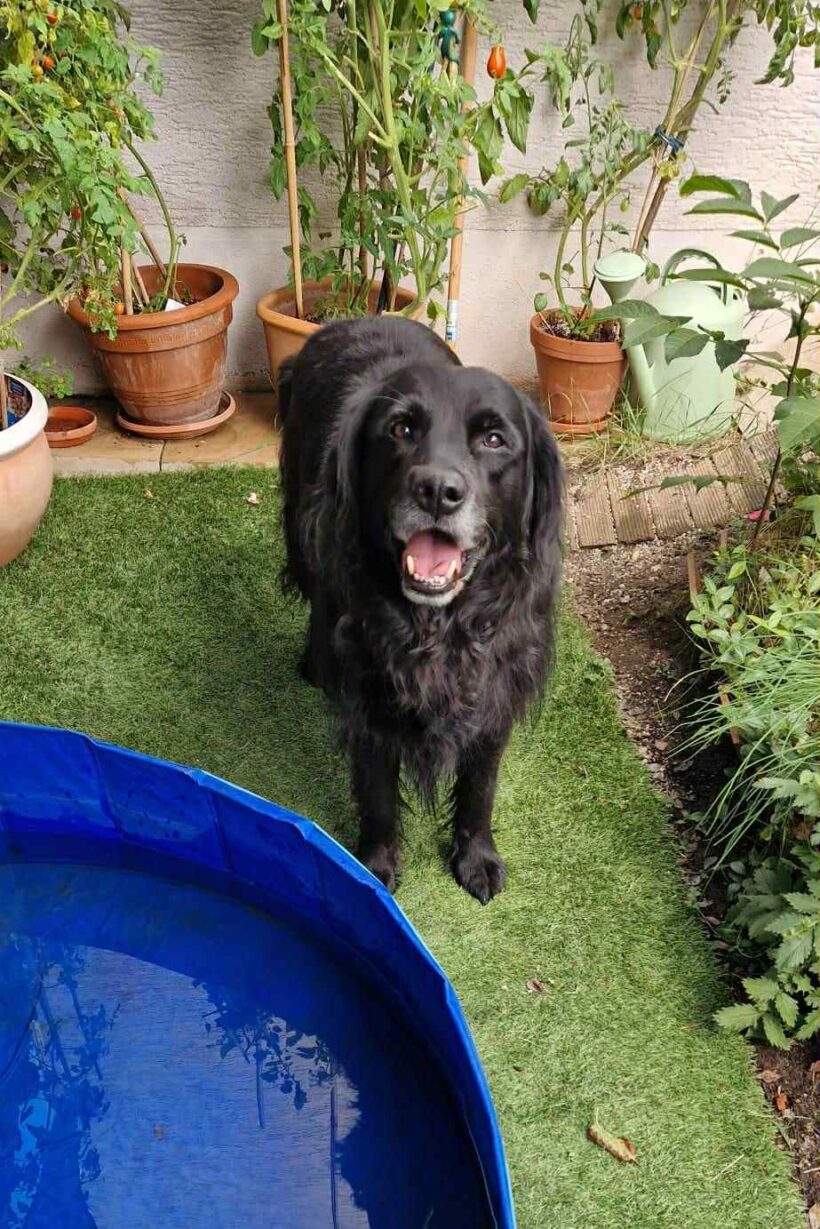 Tamino ♥ vermittelt ♥ in 91096 Möhrendorf