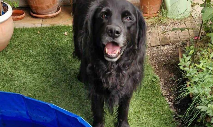 Tamino ♥ vermittelt ♥ in 91096 Möhrendorf