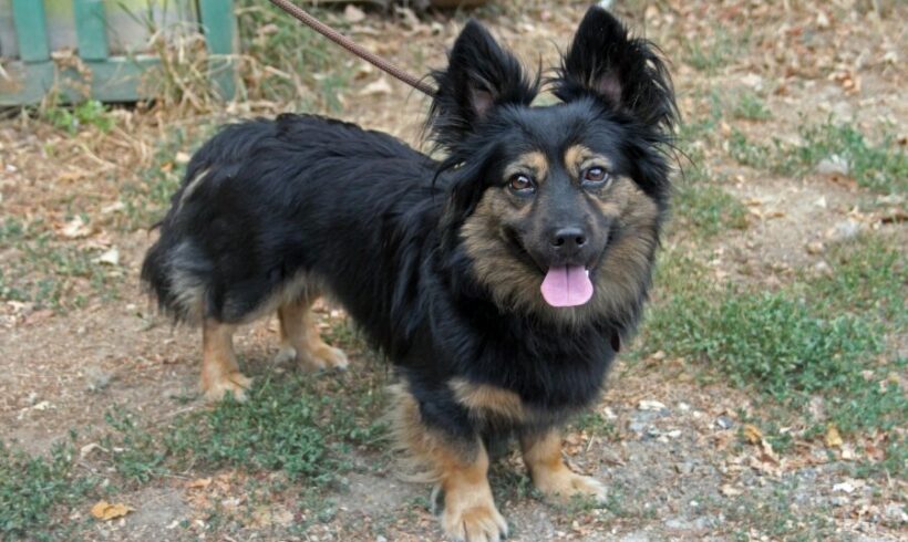 Gomboc 8 +++vorreserviert+++