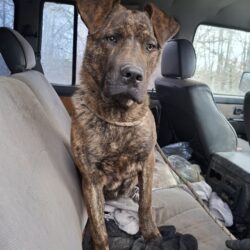 Kozmix +++vermittelt an Nothilfe für Hunde (A)+++