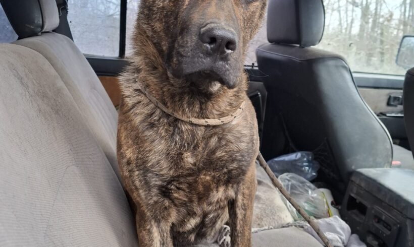 Kozmix +++vermittelt an Nothilfe für Hunde (A)+++