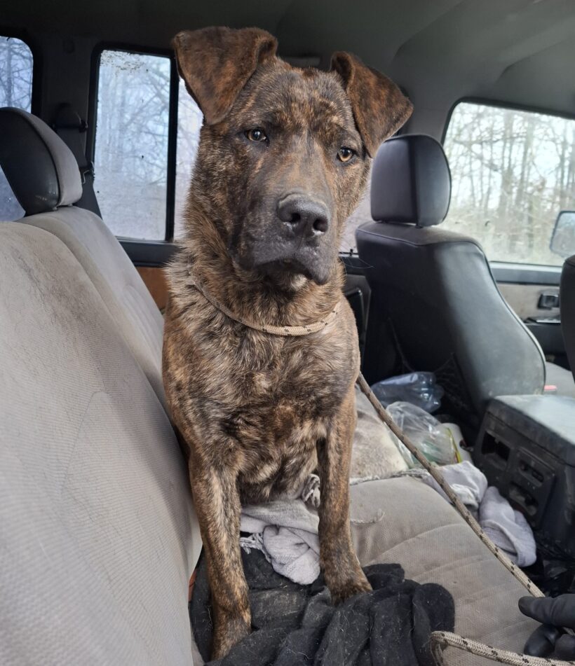 Kozmix +++vermittelt an Nothilfe für Hunde (A)+++ Kozmix +++vermittelt an Nothilfe für Hunde (A)+++