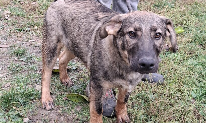 Kova – ab 20.12.2025 auf Pflegestelle in 74838 Limbach-Wagenschwend