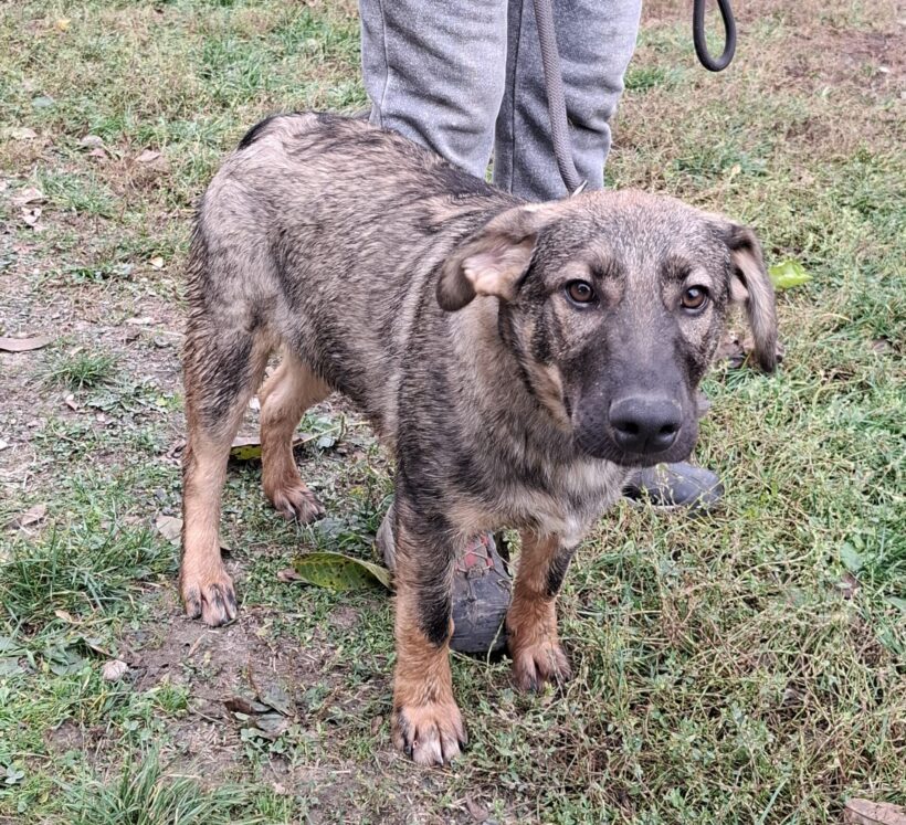 Kova – ab 20.12.2025 auf Pflegestelle in 74838 Limbach-Wagenschwend