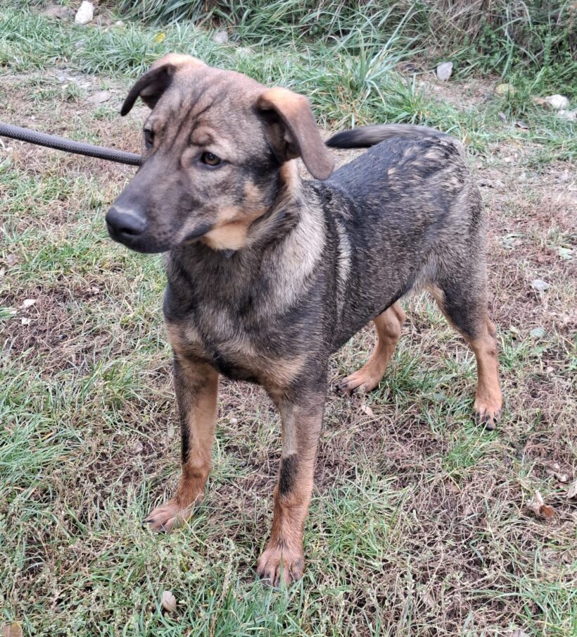 Kvarc ♥ wieder vorreserviert ♥ +++vermittelt+++