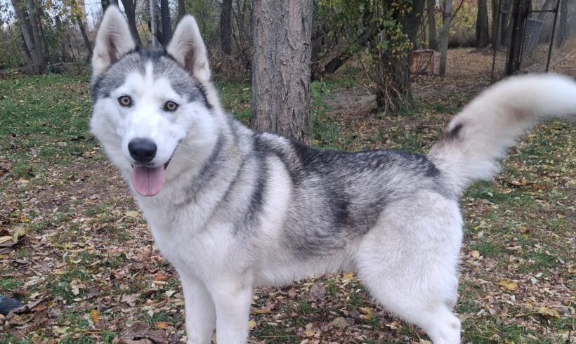 Hector ♥ vorreserviert ♥