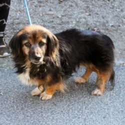 Panni 6 +++vermittelt+++RT: 15.11.25 – sucht Transportpaten – Danke Pia Weisenberger+++