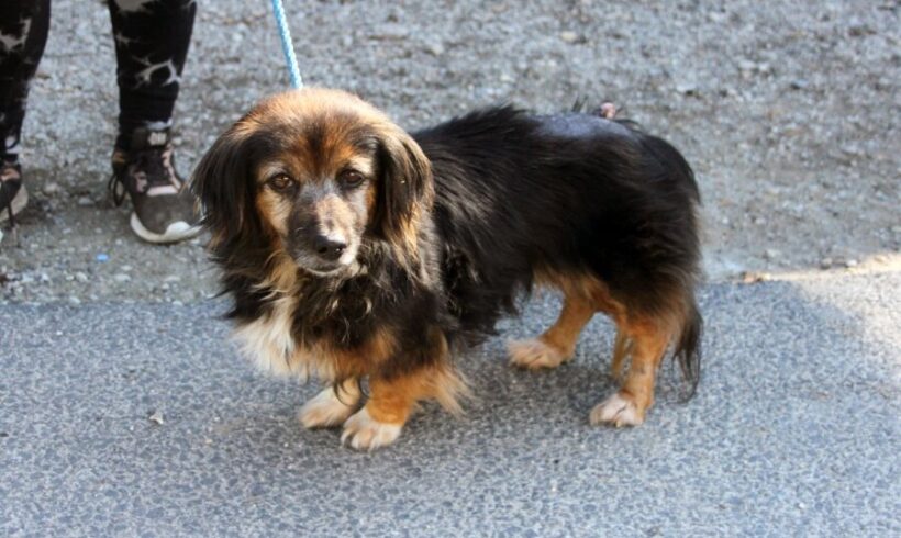 Panni 6 +++vermittelt+++RT: 15.11.25 – sucht Transportpaten – Danke Pia Weisenberger+++