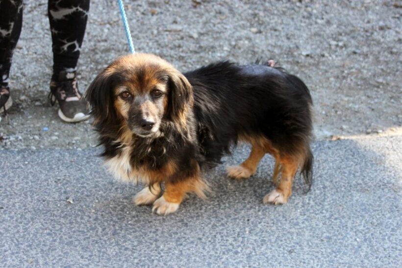 Panni 6 +++vermittelt+++RT: 15.11.25 – sucht Transportpaten – Danke Pia Weisenberger+++