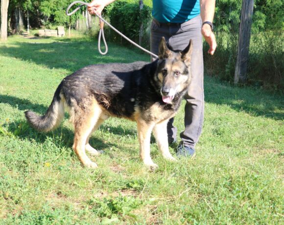 Borisz 3 +++sucht ein Zuhause im Tierheim 35683 Dillenburg ab dem 5.9.+++Transportpate gesucht!