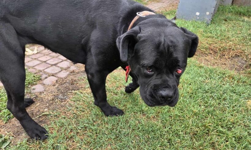 Ledi 7 ♥ vermittelt an Nothilfe für Hunde in Österreich ♥