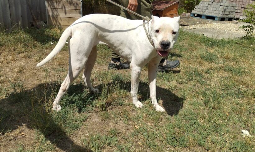 Pandorra ♥ vermittelt an Nothilfe für Hunde in Österreich ♥