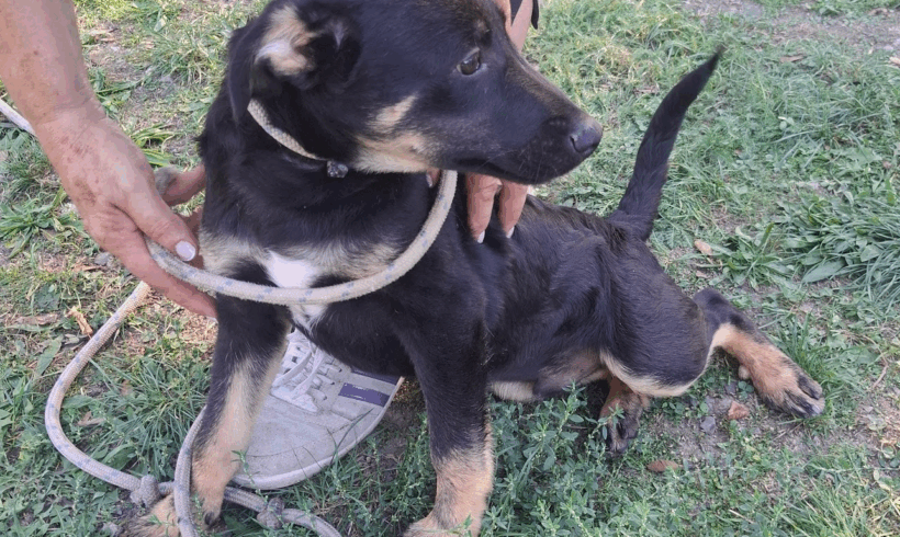 Keve +++vermittelt+++