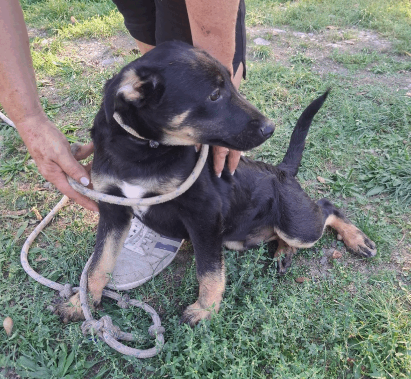 Keve +++vermittelt+++