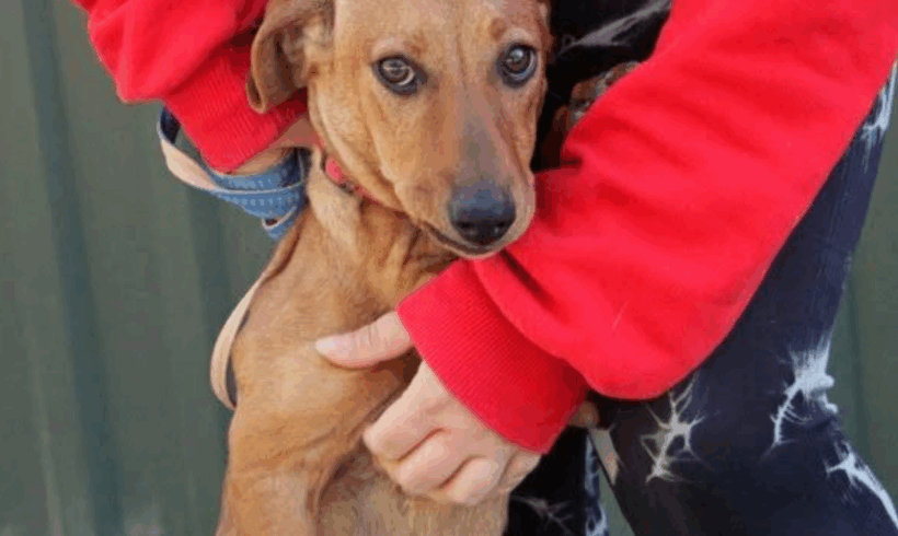 Chili 3 ♥ vermittelt nach Dänemark ♥