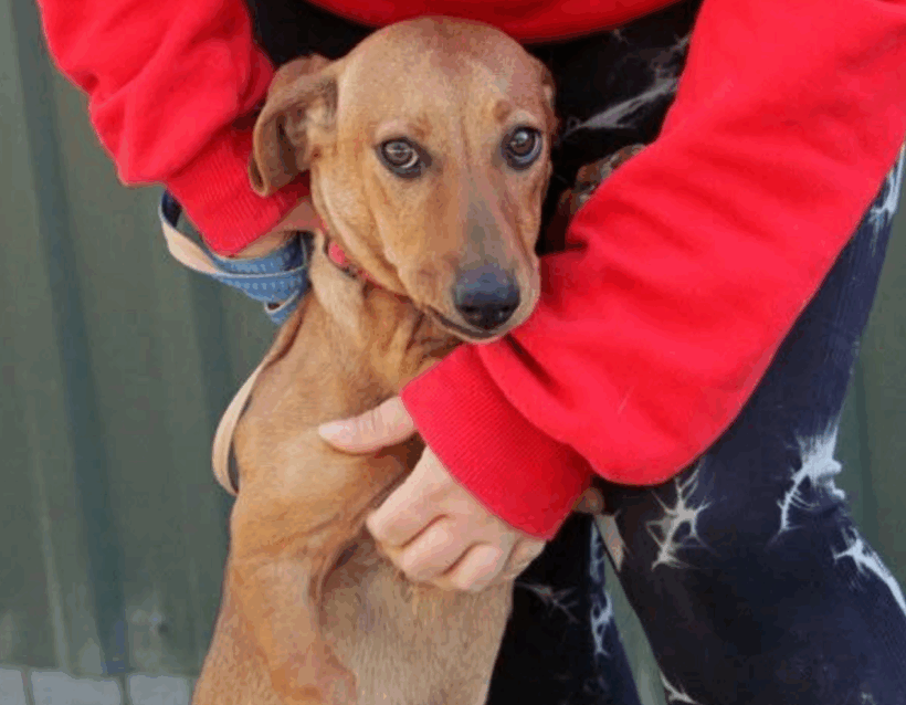 Chili 3 ♥ vermittelt nach Dänemark ♥ Chili 3 ♥ vermittelt nach Dänemark ♥