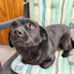 Mara 3 +++vermittelt+++