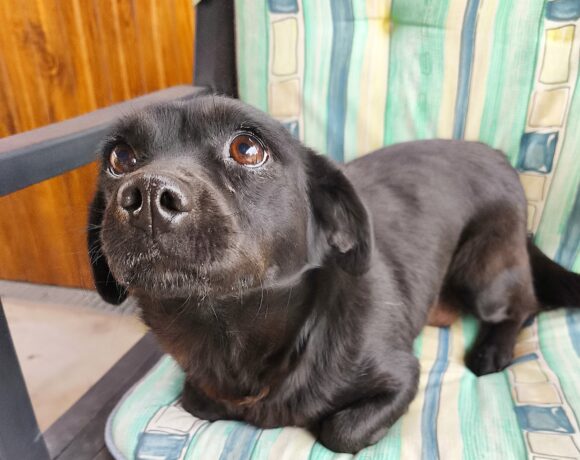 Mara 3 +++vermittelt+++