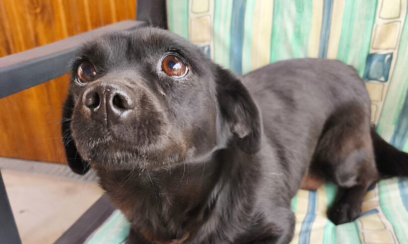 Mara 3 +++vermittelt+++