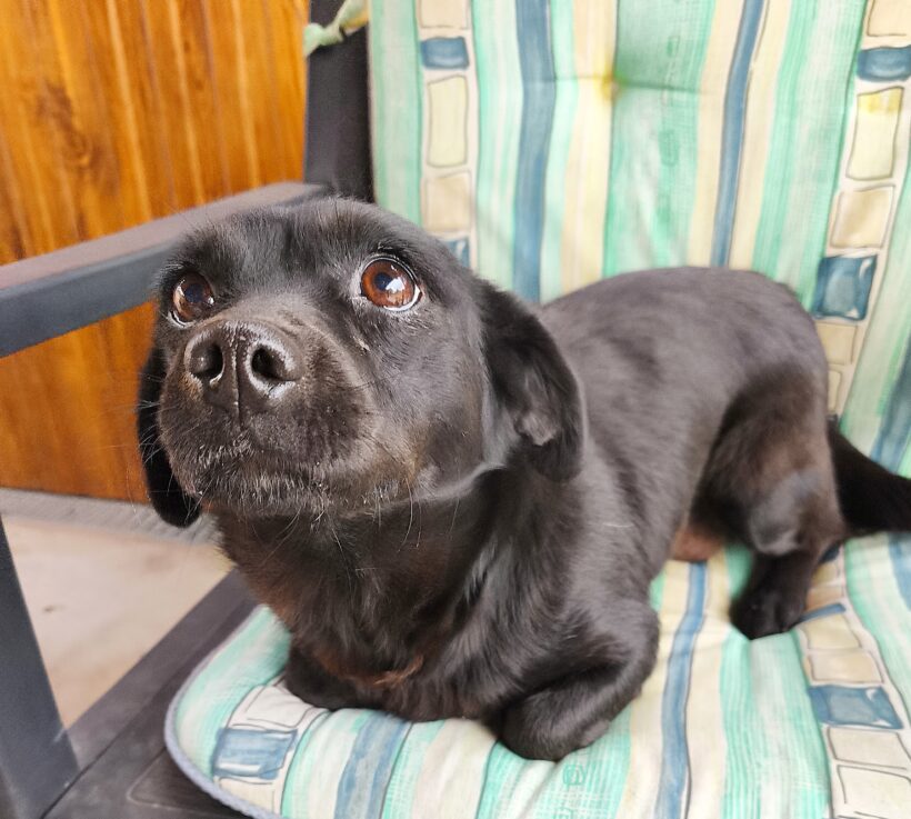 Mara 3 +++vermittelt+++ Mara 3 +++vermittelt+++