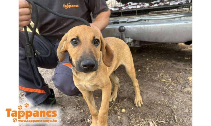 Lucky 7 ♥ vermittelt an Nothilfe für Hunde in Österreich ♥