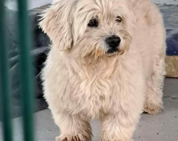 MOZES +++vermittelt+++