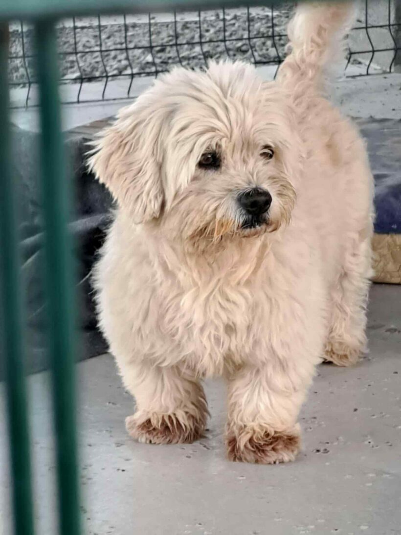 MOZES +++vermittelt+++