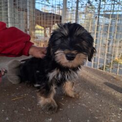 DALI +++vorreserviert+++