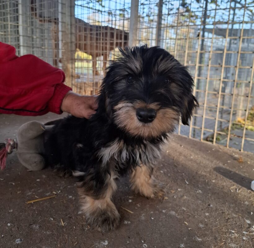 DALI +++vermittelt+++