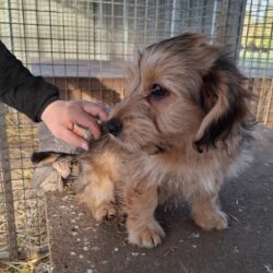 DANDY +++vermittelt+++