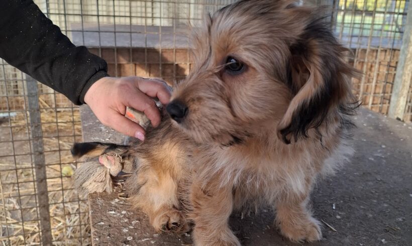 DANDY +++vermittelt+++