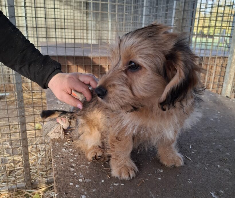 DANDY +++vermittelt+++