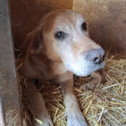 Spendenaufruf für die Tierheime in Ungarn – Dringende Hilfe benötigt!
