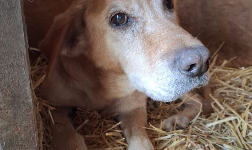 Spendenaufruf für die Tierheime in Ungarn – Dringende Hilfe benötigt!
