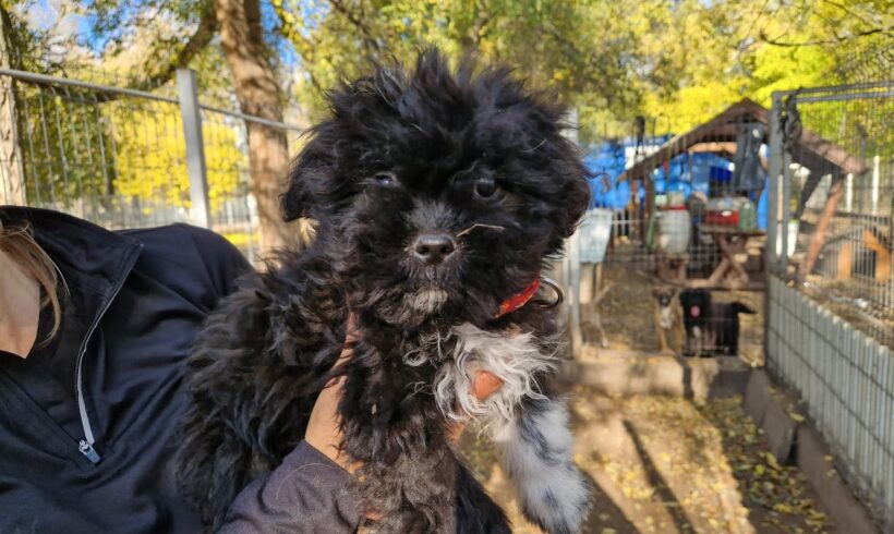 Hanga ♥ vermittelt ♥