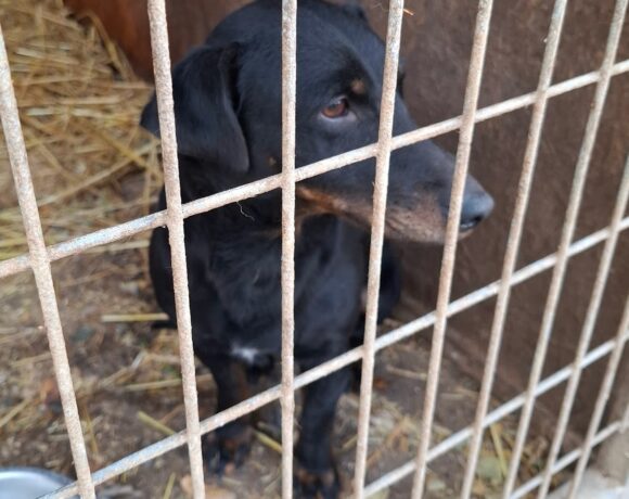 Kajla 6 +++katzenfreundlich+++ ab dem 20.12.2025 im Tierheim 35683 Dillenburg – sucht Transportpate+++