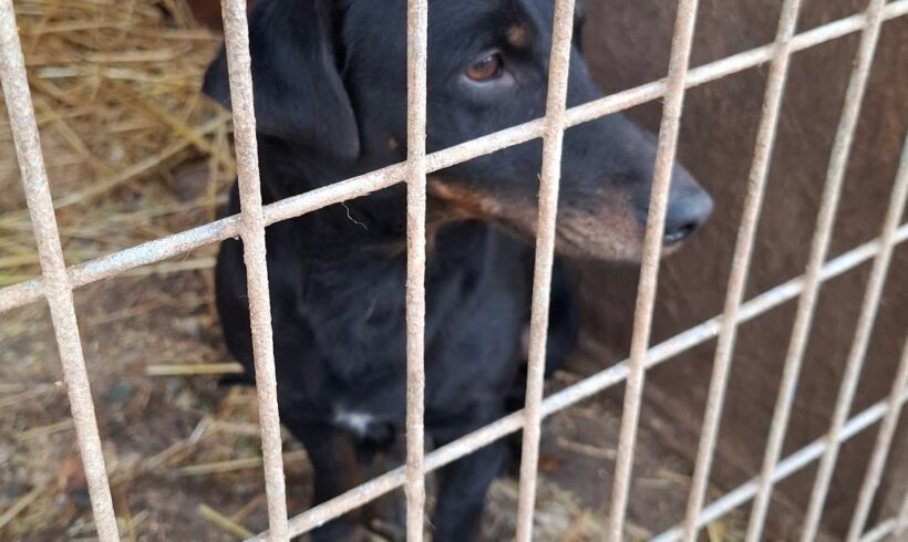 Kajla 6 +++katzenfreundlich+++