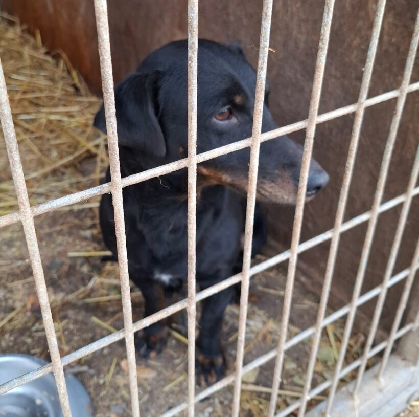 Kajla 6 +++katzenfreundlich+++ ab dem 20.12.2025 im Tierheim 35683 Dillenburg – sucht Transportpate+++