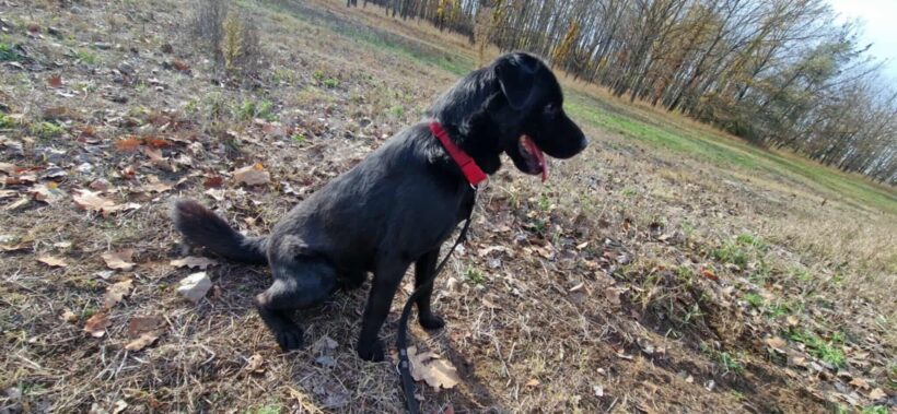 Papi 5 ♥ vermittelt ♥